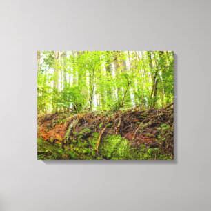 Tiger Mountain   Issaquah, Washington State Canvas Print