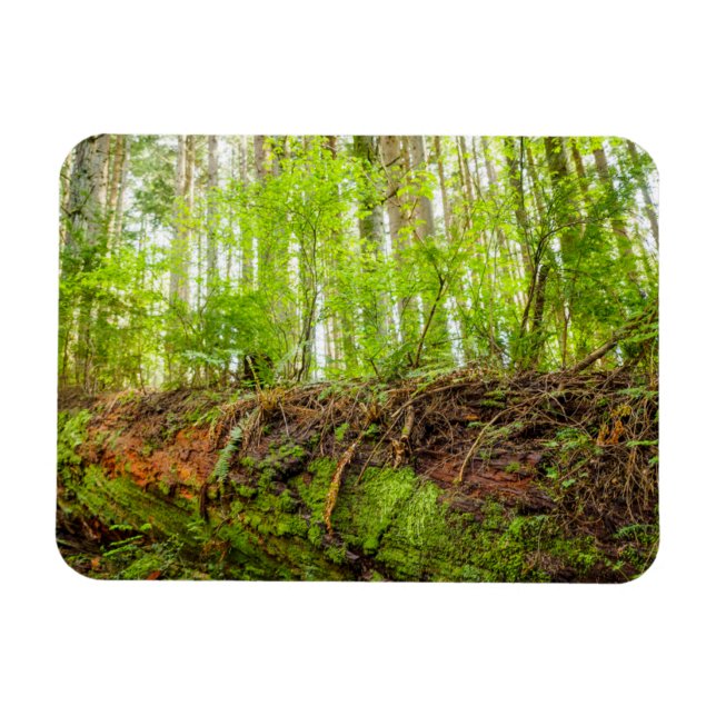 Tiger Mountain | Issaquah, Washington State Magnet (Horizontal)