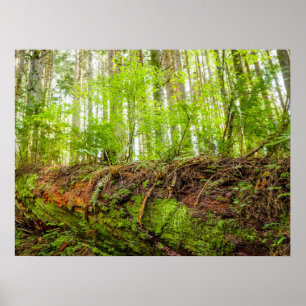 Tiger Mountain   Issaquah, Washington State Poster