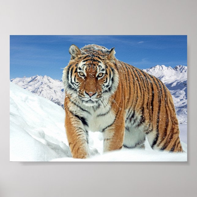 Tiger Mountains Nature Winter Photo Snow Print (Front)