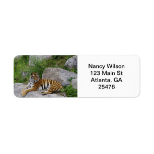Tiger on a rock