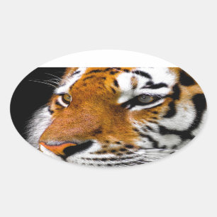 Tiger Oval Sticker