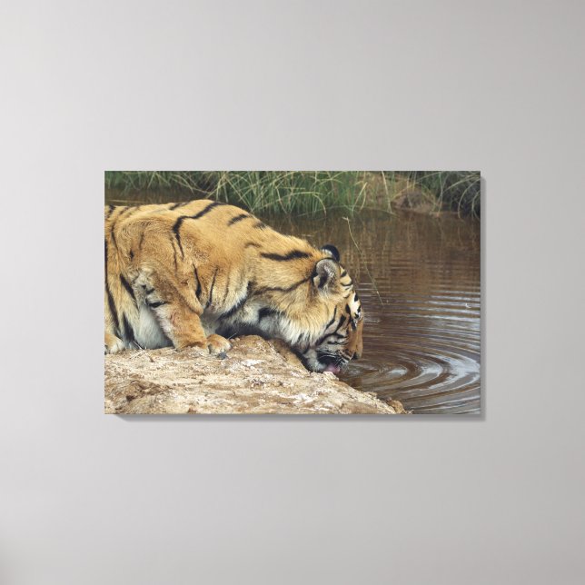 Tiger (Panthera tigris) lapping water up from a Canvas Print (Front)