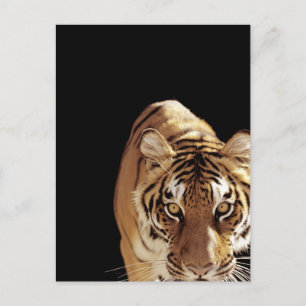 Tiger (Panthera tigris) Postcard