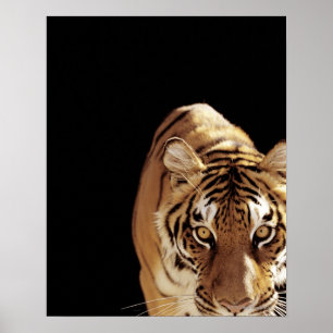 Tiger (Panthera tigris) Poster