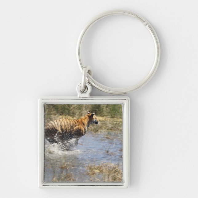 Tiger (Panthera tigris) running through water. Key Ring (Front)