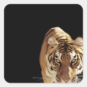 Tiger (Panthera tigris) Square Sticker