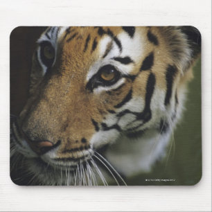 Tiger (Panthera tigris) standing, close-up of Mouse Mat