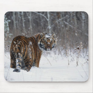 Tiger (Panthera tigris) standing in deep snow Mouse Mat