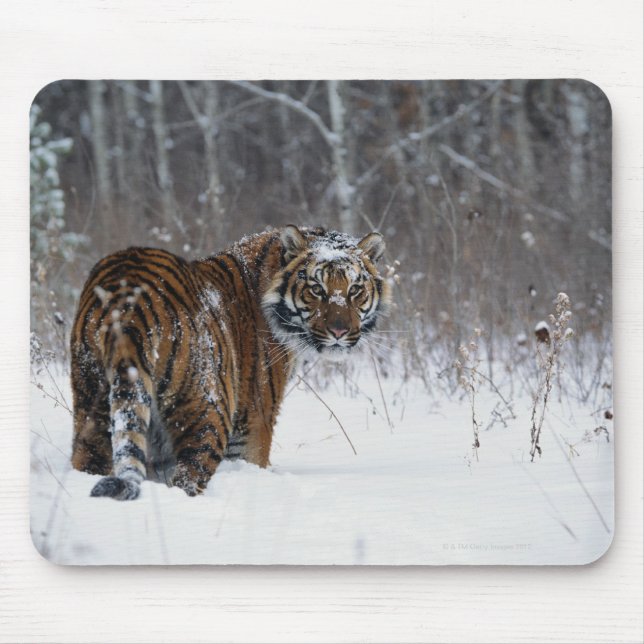 Tiger (Panthera tigris) standing in deep snow Mouse Mat (Front)