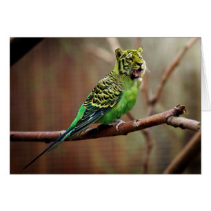Tiger Parakeet