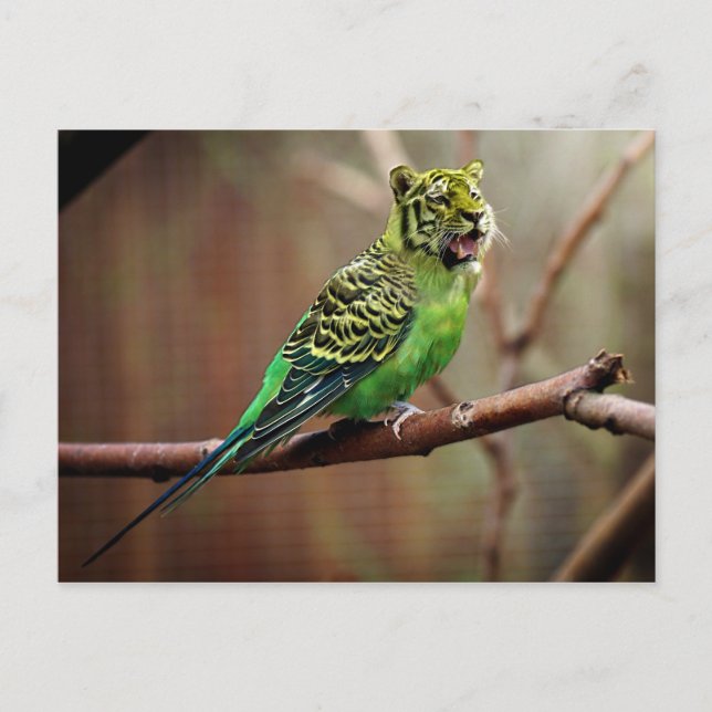Tiger Parakeet Postcard (Front)