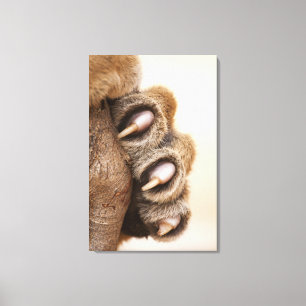Tiger paw canvas print
