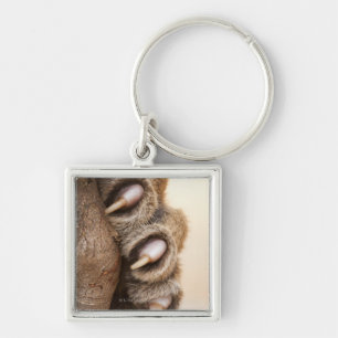 Tiger paw key ring