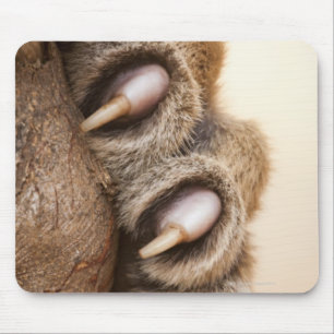 Tiger paw mouse mat