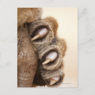Tiger paw postcard
