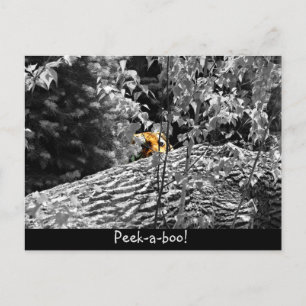 Tiger Peek-a-boo Postcard