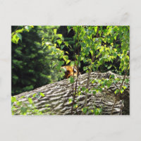 Tiger Peek-a-boo Postcard