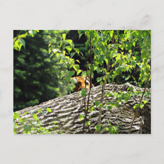 Tiger Peek-a-boo Postcard