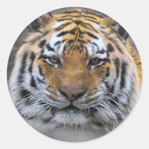 Tiger Photo Fog Close Sticker