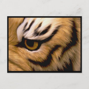 Tiger Photo Postcard