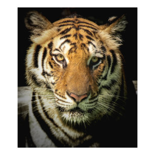 tiger photo print