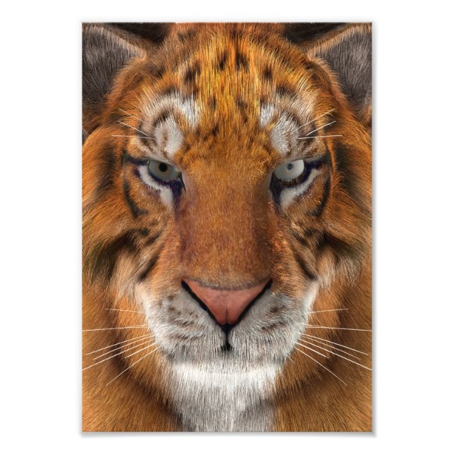 Tiger Photo Print (Front)