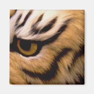 Tiger Photo Square Magnet