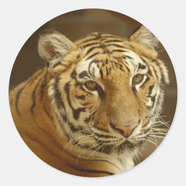 Tiger Picture Classic Round Sticker (Front)
