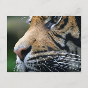 Tiger Picture Postcard