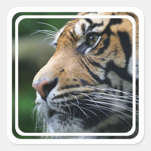 Tiger Picture  Sticker (Front)