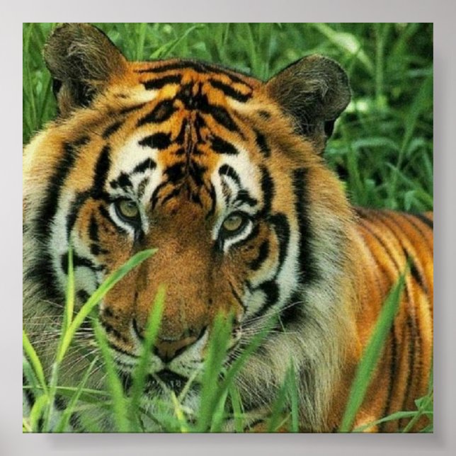 Tiger Portrait Poster (Front)