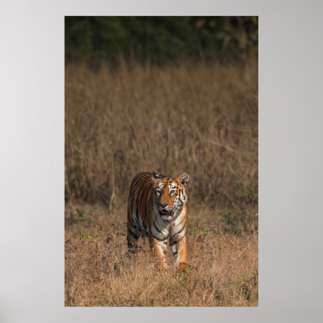 TIGER PORTRAIT POSTER (Front)