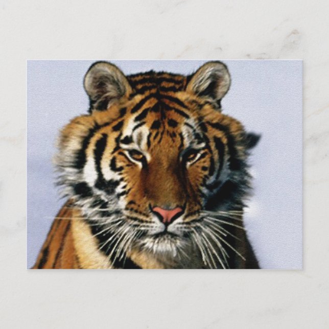 tiger postcard (Front)