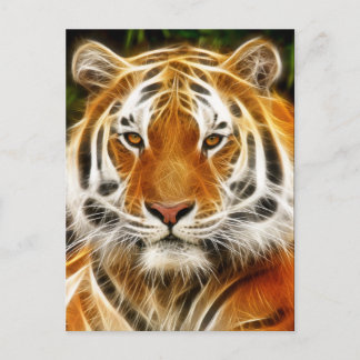 Tiger postcard