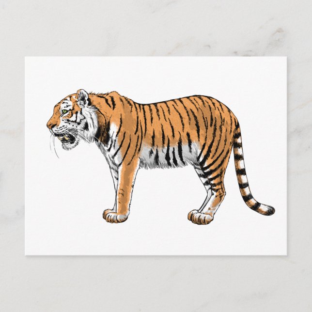 Tiger Postcard (Front)