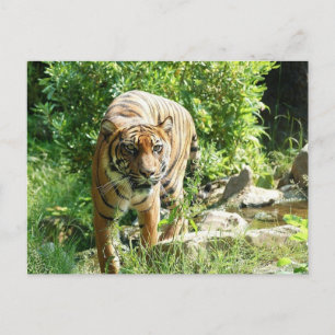 Tiger Postcard
