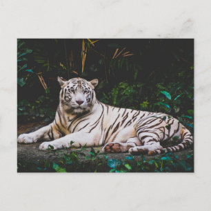 Tiger Postcard