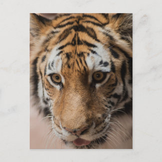 Tiger Postcard