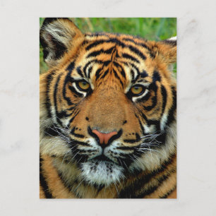 Tiger Postcard