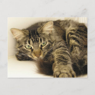 Tiger Postcard