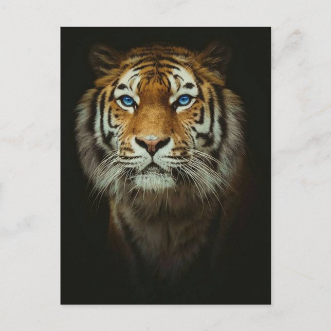 Tiger Postcard (Front)