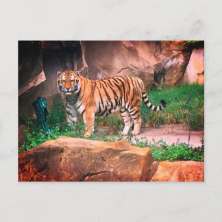 Tiger Postcard