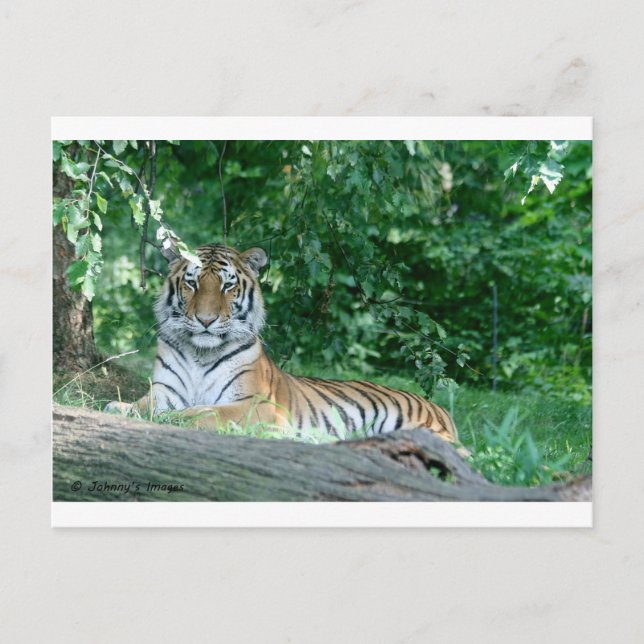 Tiger Postcard (Front)