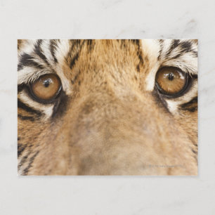 Tiger Postcard