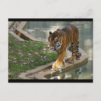 tiger postcard