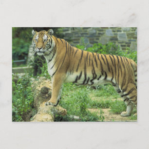 Tiger Postcard