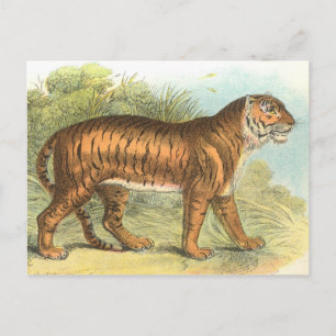 Tiger Postcard