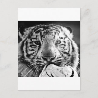 Tiger Postcard