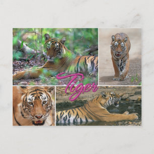 Tiger Postcard